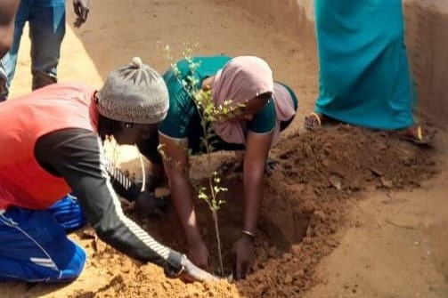 Plantation d'arbre à Tangou